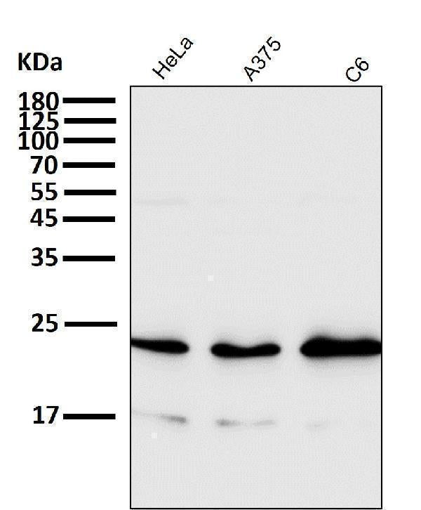 All lanes use the Antibody at 1:4K dilution for 1 hour at room temperature.