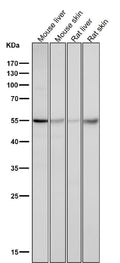 All lanes use the Antibody at 1:1K dilution for 1 hour at room temperature.