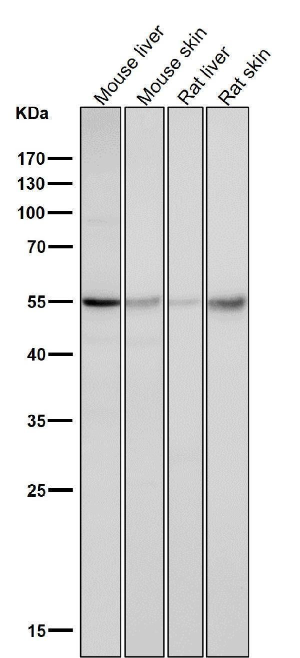 All lanes use the Antibody at 1:1K dilution for 1 hour at room temperature.