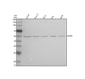 Anti-Caspase-8 CASP8 Rabbit Monoclonal Antibody