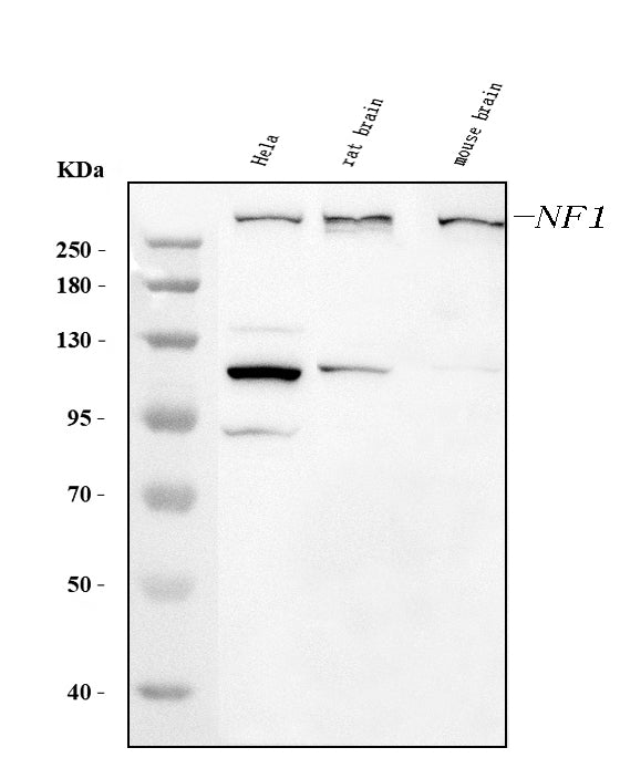 Anti-Neurofibromin/NF1 Antibody Picoband® (monoclonal, 4F8B7)