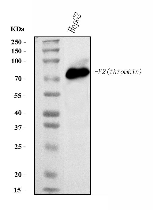 Anti-Prothrombin Antibody Picoband® (monoclonal, 4G13G9)