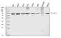 Anti-Prothrombin Antibody Picoband® (monoclonal, 5B6G1)