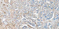 Anti-VEGF VEGFA Rabbit Monoclonal Antibody