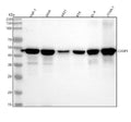 Anti-Caspase-1 + p10 + p12 Rabbit Monoclonal Antibody