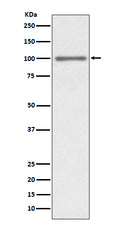 Western blot analysis of KMT6 / EZH2 expression in HEK293 cell lysate.