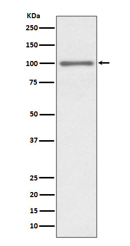 Western blot analysis of KMT6 / EZH2 expression in HEK293 cell lysate.
