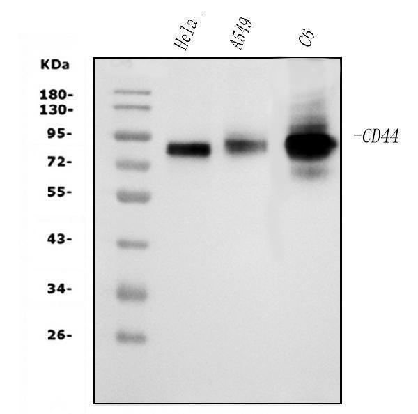 Anti-CD44 Picoband® Antibody (monoclonal, 7H7)