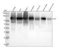 Anti-CD44 Rabbit Monoclonal Antibody