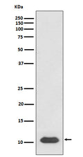 Western blot analysis of SDF1 expression in Jurkat cell lysate.