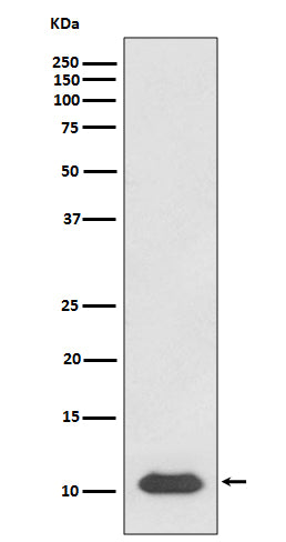 Western blot analysis of SDF1 expression in Jurkat cell lysate.