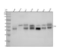 Anti-Fas/Cd95 Rabbit Monoclonal Antibody