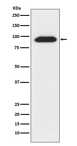 Western blot analysis of CLOCK expression in 293T cell lysate.