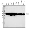 Anti-HMGB1/Hmg 1 Rabbit Monoclonal Antibody