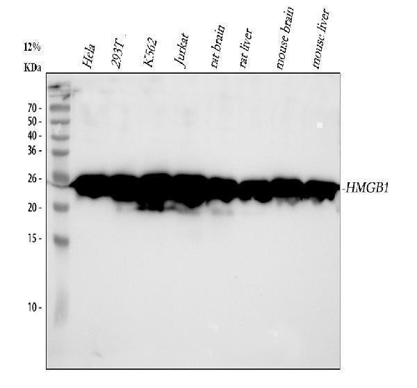 Anti-HMGB1/Hmg 1 Rabbit Monoclonal Antibody