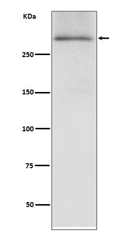 Western blot analysis of Dystrophin expression in human fetal heart lysate.