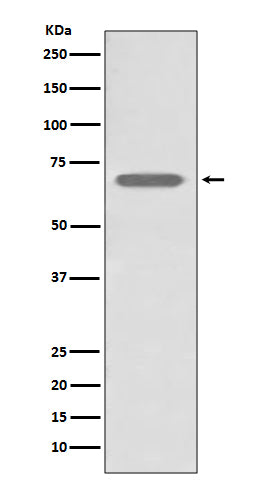 Western blot analysis of beta 2 Adrenergic Receptor expression in A431 cell lysate.