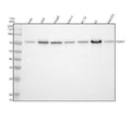Anti-FOXO1 Rabbit Monoclonal Antibody