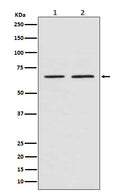 Western blot analysis of SMAD4 expression in (1) SH-SY5Y cell lysate; (2) NIH/3T3 cell lysate.