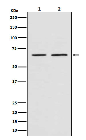 Western blot analysis of SMAD4 expression in (1) SH-SY5Y cell lysate; (2) NIH/3T3 cell lysate.