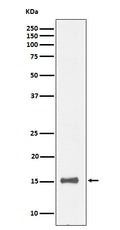 Western blot analysis of IL13 expression in human recombinant protein cell lysate.