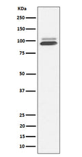 Western blot analysis of Nrf2 expression in 293T cell treated with arsenite.