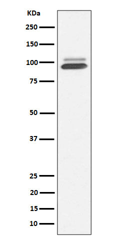 Western blot analysis of Nrf2 expression in 293T cell treated with arsenite.