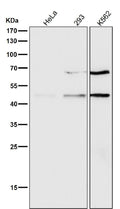 All lanes use the Antibody at 1:500 dilution for 1 hour at room temperature.