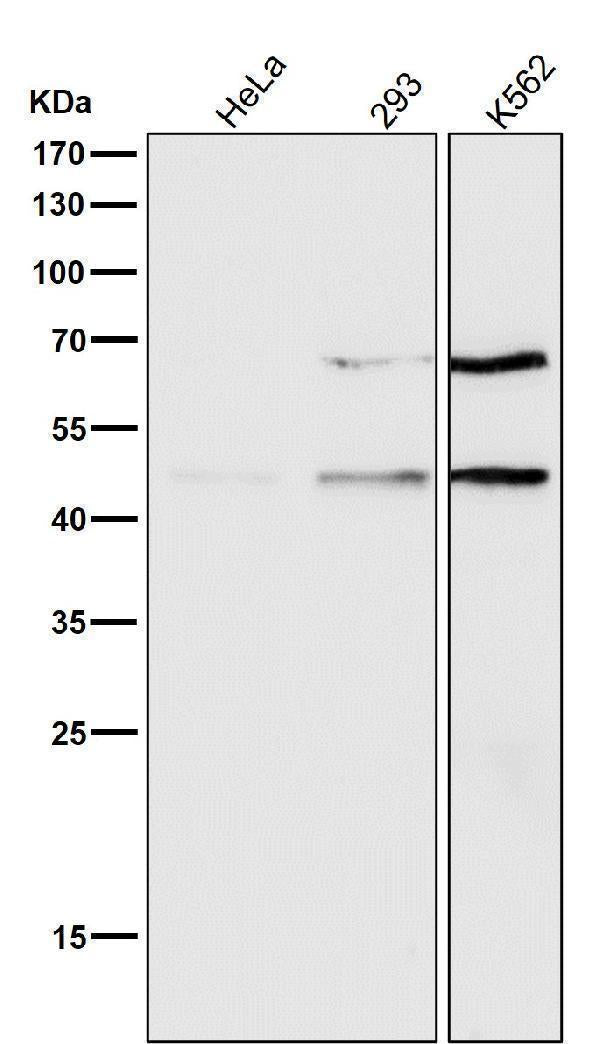 All lanes use the Antibody at 1:500 dilution for 1 hour at room temperature.
