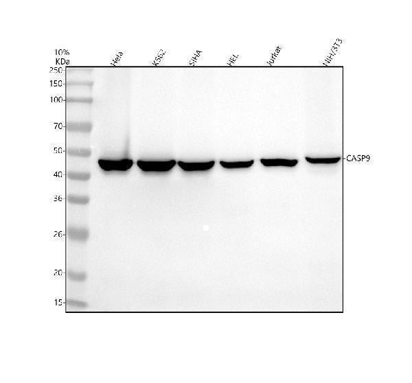 Anti-cleaved Caspase-9 CASP9 Rabbit Monoclonal Antibody
