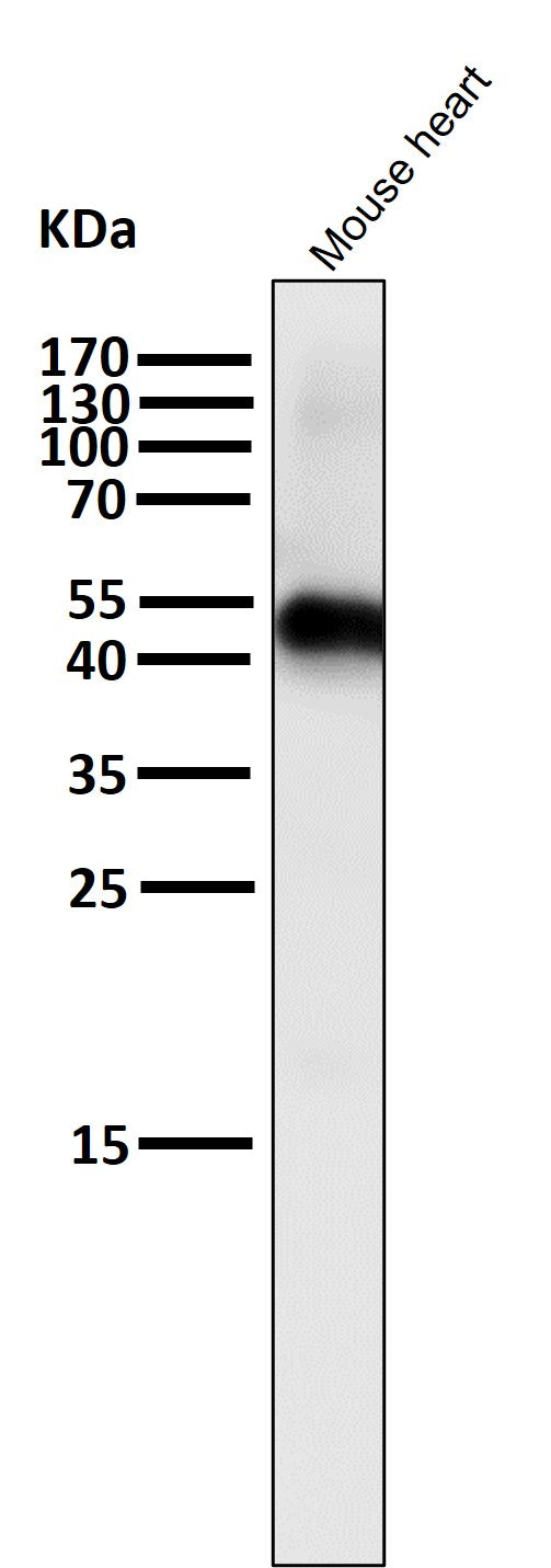 All lanes use the Antibody at 1:1K dilution for 1 hour at room temperature.