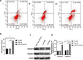 Anti-Caspase-9 CASP9 Rabbit Monoclonal Antibody