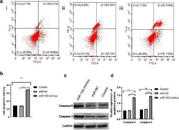 Anti-Caspase-9 CASP9 Rabbit Monoclonal Antibody