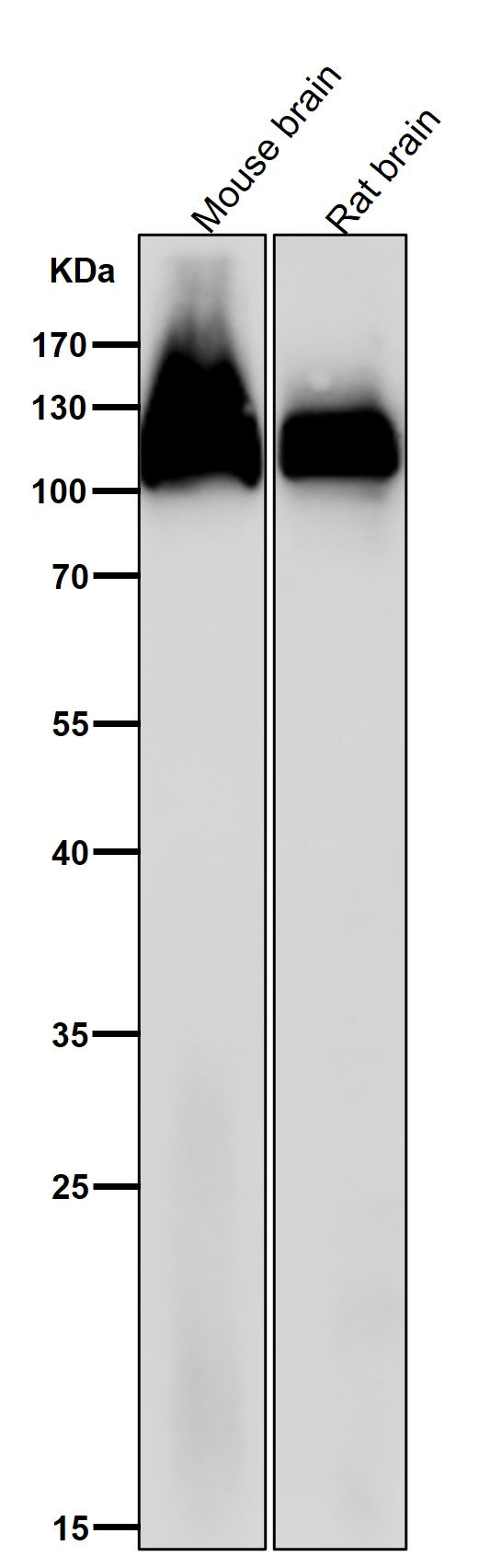 All lanes use the Antibody at 1:3W dilution for 1 hour at room temperature.