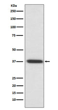 Western blot analysis of Rhodopsin expression in rat eyeball lysate.