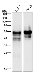 All lanes use the Antibody at 1:3K dilution for 1 hour at room temperature.