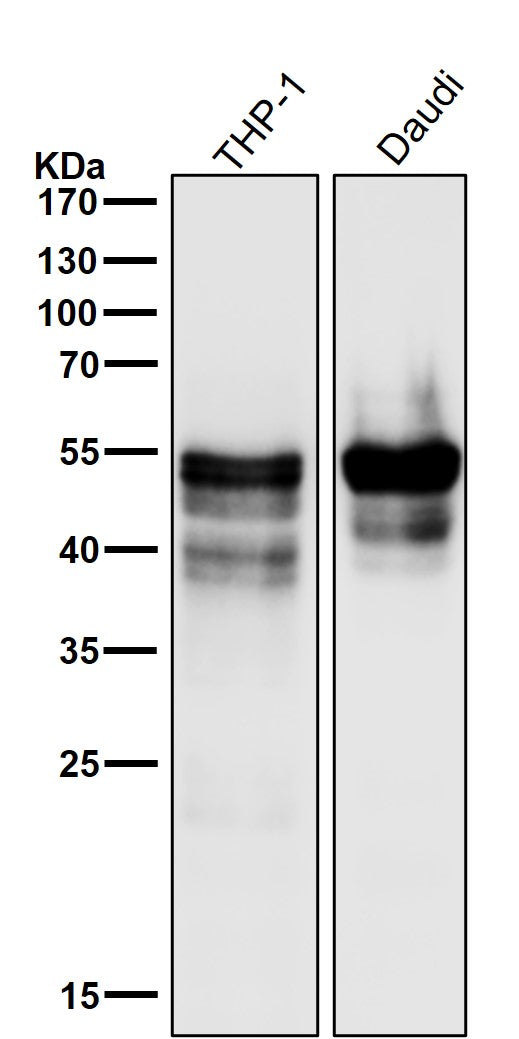All lanes use the Antibody at 1:3K dilution for 1 hour at room temperature.