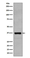 Western blot analysis of Rad51 expression in HeLa cell lysate.