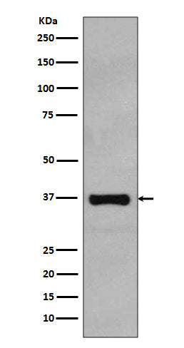 Western blot analysis of Rad51 expression in HeLa cell lysate.