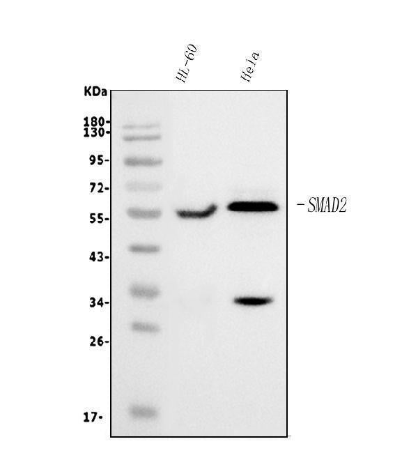 Anti-SMAD2 Antibody Picoband® (monoclonal, 3C4)