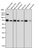All lanes use the Antibody at 1:1K dilution for 1 hour at room temperature.