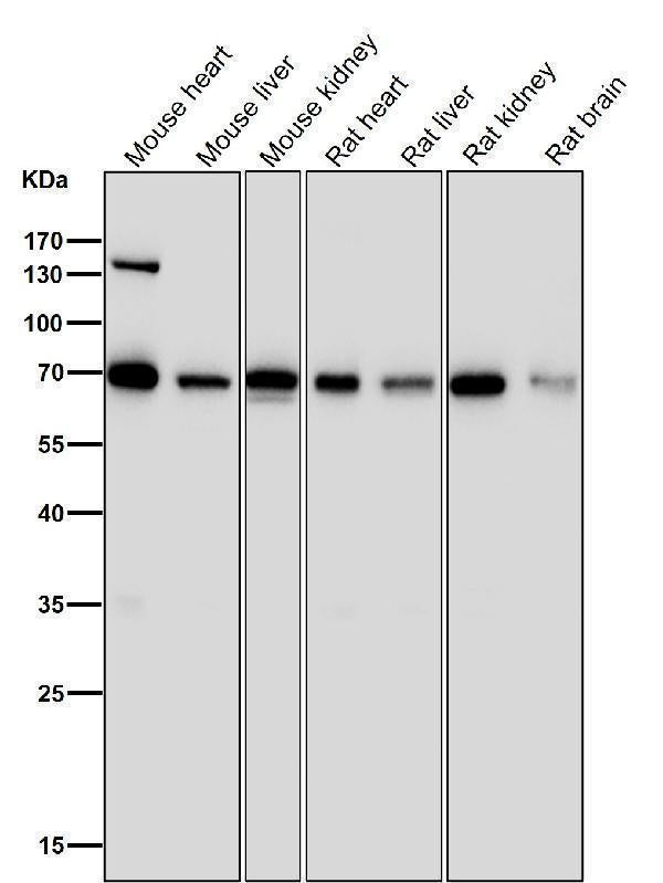 All lanes use the Antibody at 1:1K dilution for 1 hour at room temperature.