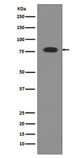 Western blot analysis of Transferrin expression in Human serum lysate.