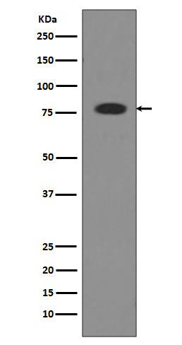 Western blot analysis of Transferrin expression in Human serum lysate.