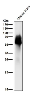 All lanes use the Antibody at 1:1k dilution for 1 hour at room temperature.