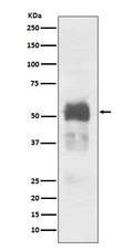 Western blot analysis of Tau expression in Mouse brain lysate.