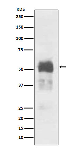 Western blot analysis of Tau expression in Mouse brain lysate.