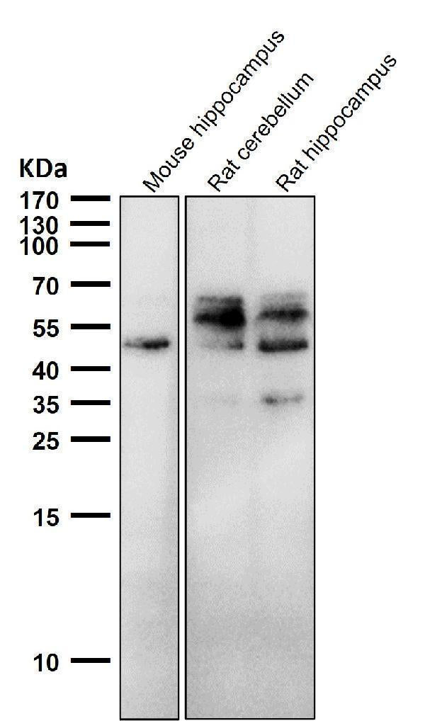 All lanes use the Antibody at 1:2W dilution for 1 hour at room temperature.