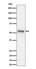 Western blot analysis of Phospho-Tau (S199) expression in mouse hippocampus cell lysate.