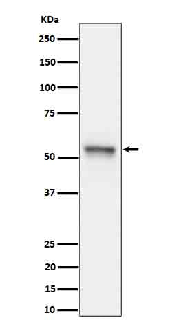 Western blot analysis of Phospho-Tau (S199) expression in mouse hippocampus cell lysate.